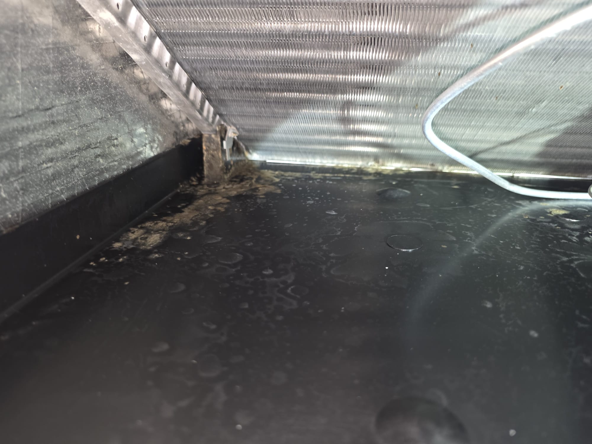Bacterial growth on evaporator coil before cleaning