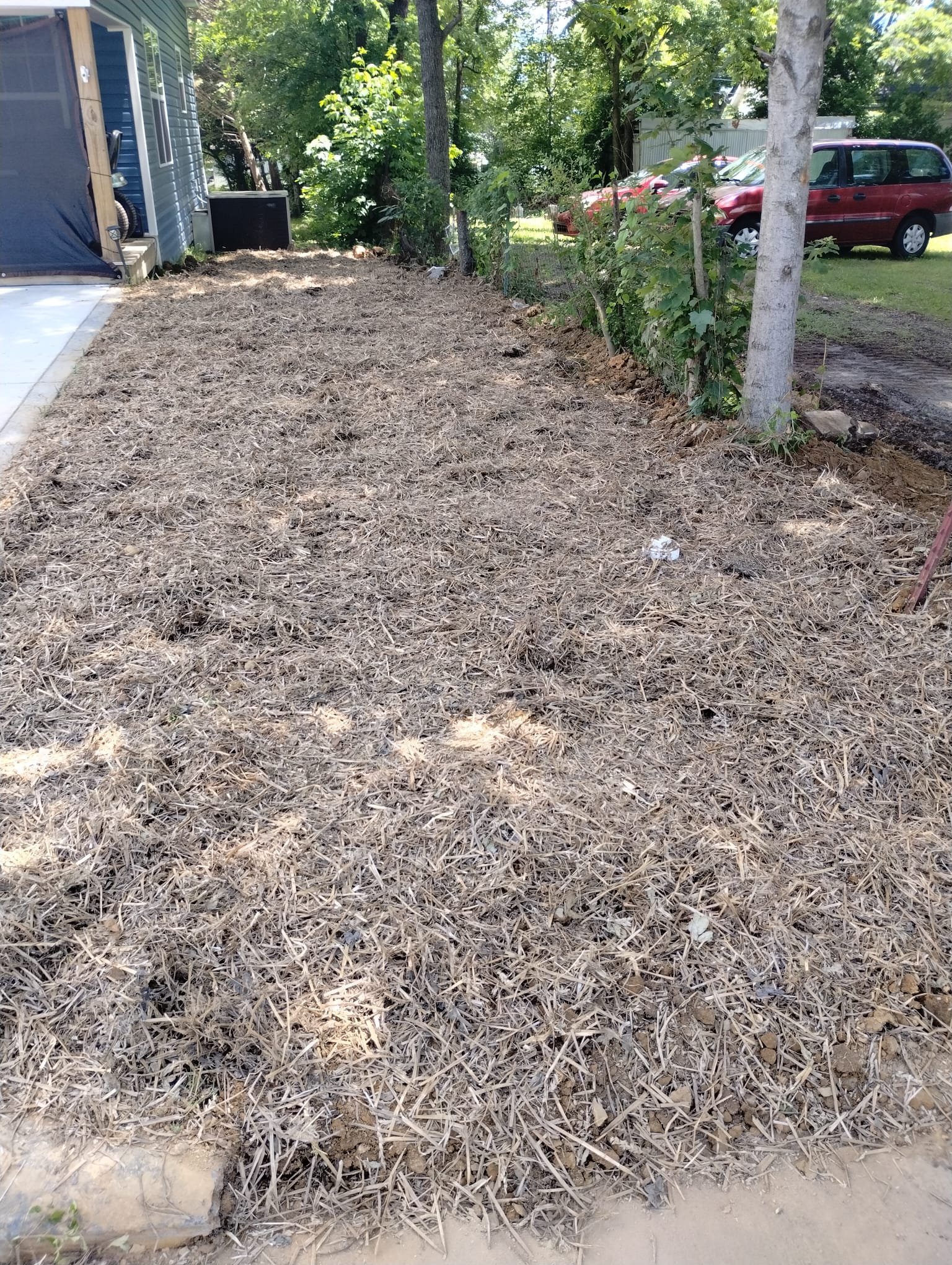 Straw mulch protecting newly seeded lawn