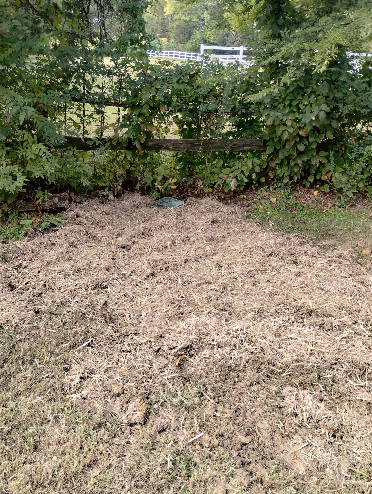 The yard after plumbing work, with straw used to help the ground settle